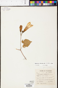 Ipomoea pandurata image