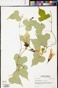 Ipomoea pandurata image