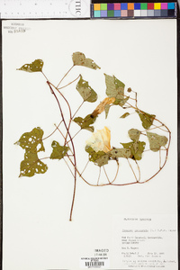 Ipomoea pandurata image