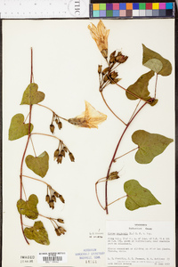 Ipomoea pandurata image