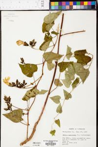 Ipomoea pandurata image