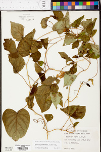 Ipomoea pandurata image