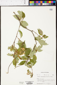 Cornus drummondii image