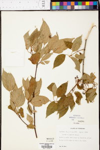 Cornus drummondii image