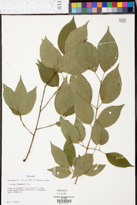 Cornus drummondii image