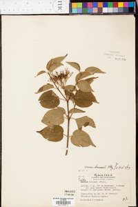 Cornus drummondii image