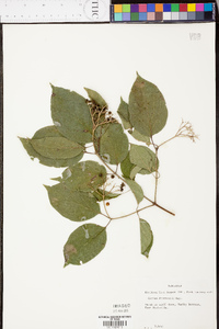 Cornus drummondii image