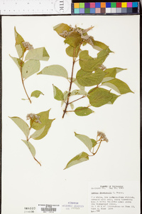 Cornus drummondii image