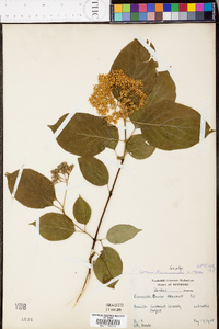 Cornus drummondii image