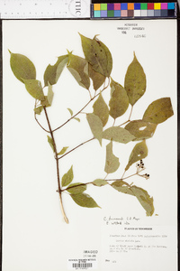 Cornus drummondii image