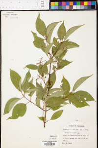 Cornus drummondii image