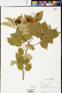 Cornus drummondii image