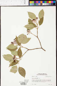 Cornus drummondii image