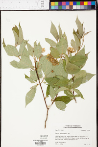 Cornus drummondii image