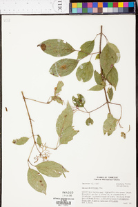 Cornus drummondii image