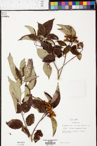 Cornus drummondii image