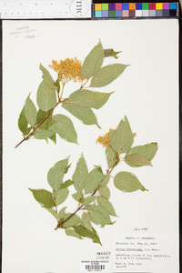 Cornus drummondii image