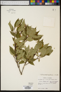 Cornus foemina subsp. microcarpa image