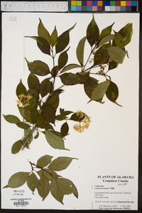 Cornus foemina image