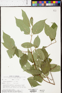 Cornus drummondii image