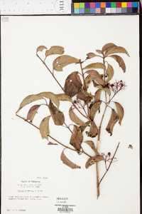 Cornus drummondii image