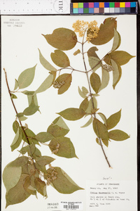 Cornus drummondii image