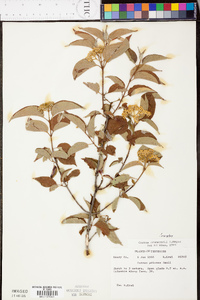 Cornus drummondii image