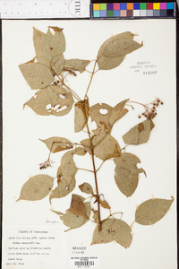 Cornus drummondii image