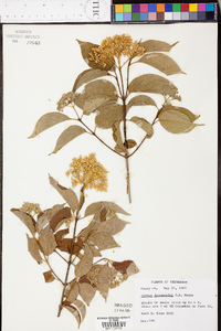 Cornus drummondii image