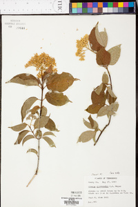 Cornus drummondii image