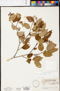 Cornus drummondii image