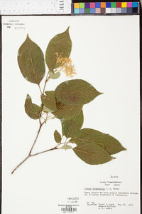 Cornus drummondii image