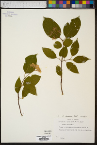 Cornus foemina image