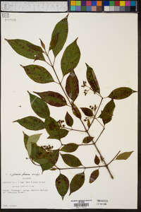 Cornus foemina image