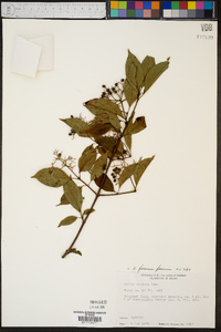 Cornus foemina image