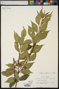 Cornus foemina image