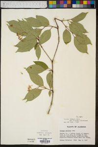 Cornus foemina image