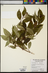 Cornus foemina image