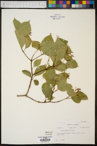 Cornus drummondii image