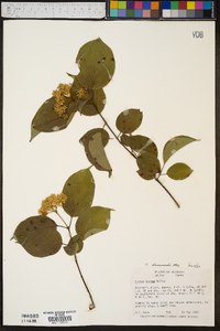 Cornus drummondii image