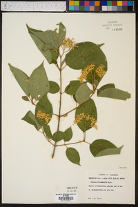 Cornus drummondii image