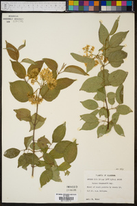 Cornus drummondii image