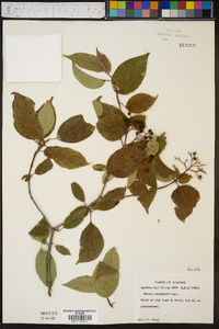 Cornus drummondii image