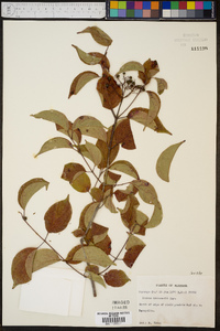 Cornus drummondii image