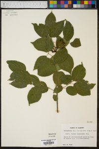 Cornus drummondii image