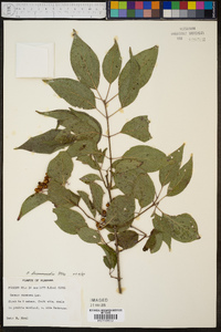 Cornus drummondii image