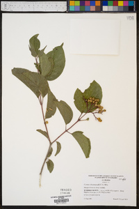 Cornus drummondii image