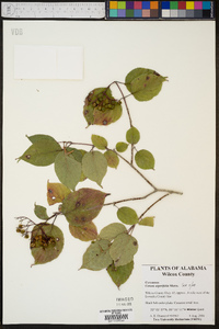 Cornus drummondii image