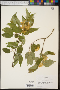 Cornus drummondii image