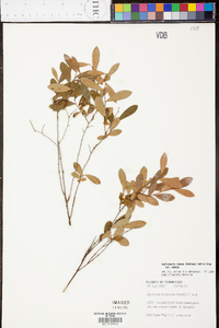 Gaylussacia dumosa image